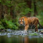 Tiger Conservation