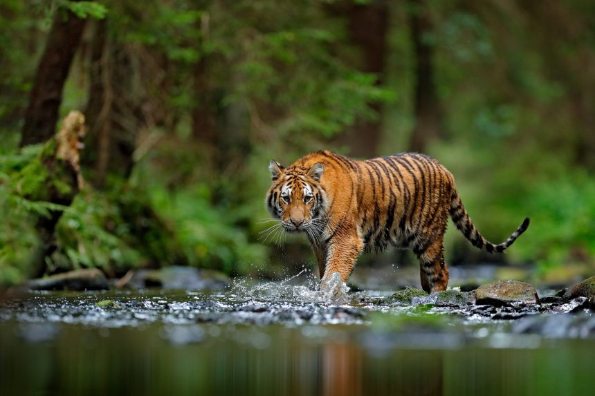 Tiger Conservation